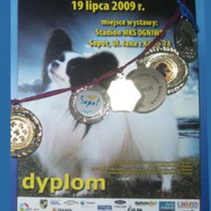dyplom_ambozja02