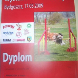 dyplom_ambozja04