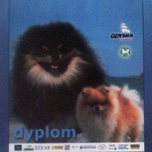 dyplom_ambozja06