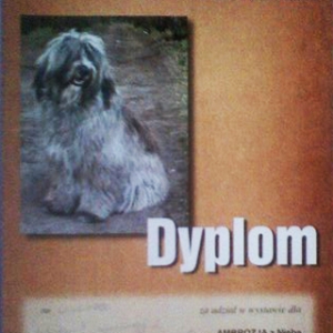 dyplom_ambozja07