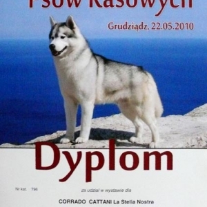 dyplom4