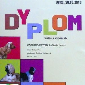 dyplom5