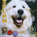 dyplom2