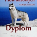 dyplom4