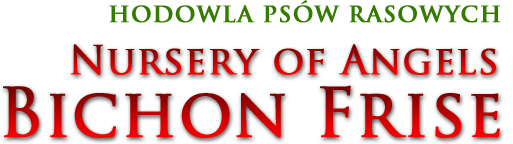 Hodowla psów rasowych – Nursery of Angels Bichon Frise